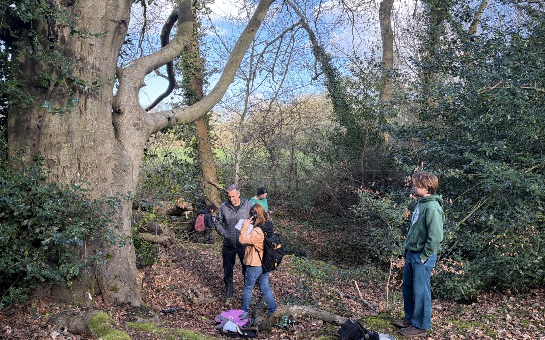 The Canterbury Beech