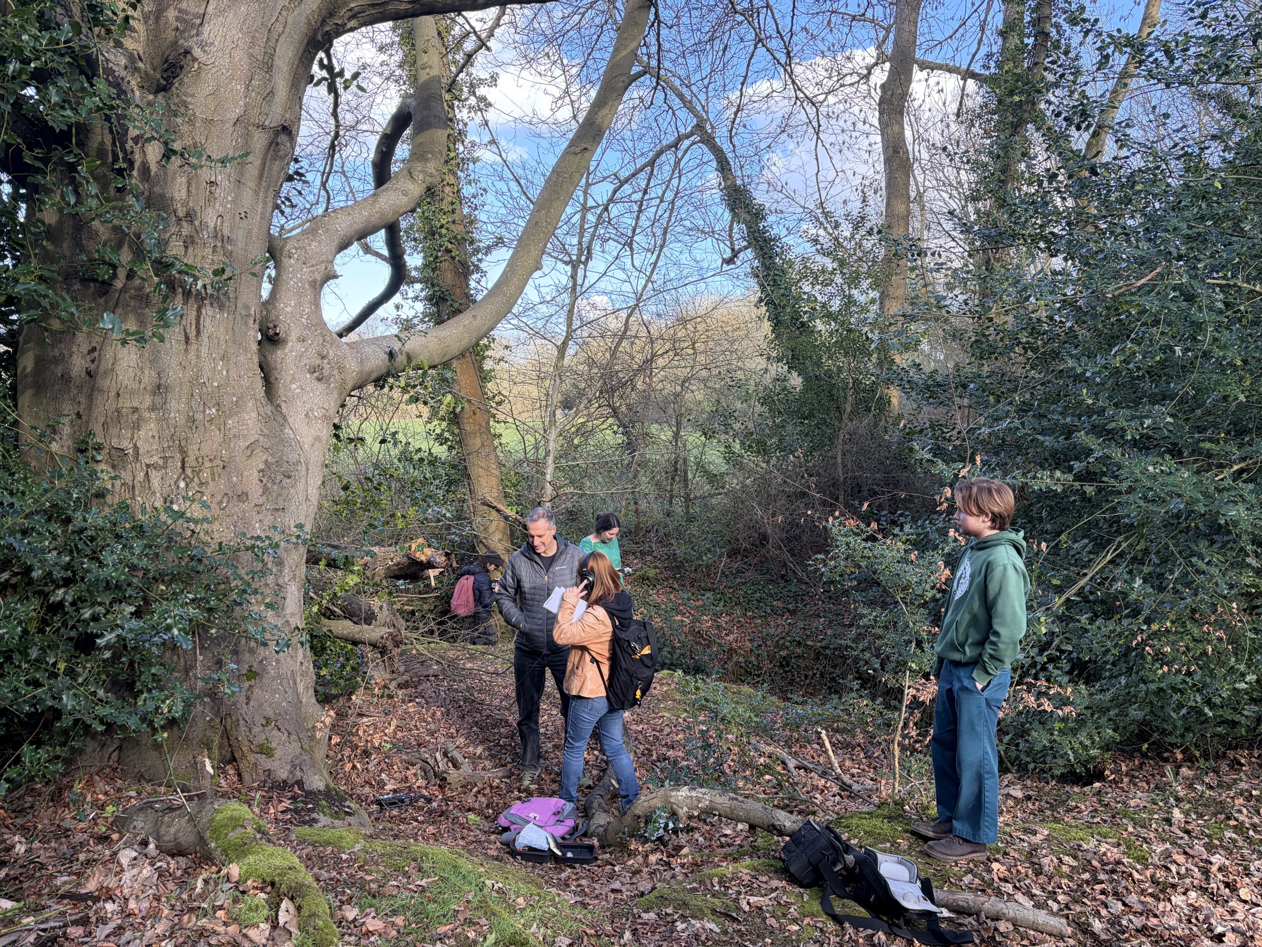 The Canterbury Beech